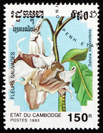 CAMBODIA - CIRCA 1993: a stamp printed in Cambodia shows Angel Trumpet, Datura Suaveolens, Flower, circa 1993のeditorial素材