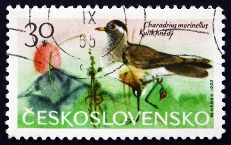 CZECHOSLOVAKIA - CIRCA 1965: a stamp printed in the Czechoslovakia shows Dotterel, Charadrius Morinellus, Wader Bird, circa 1965のeditorial素材