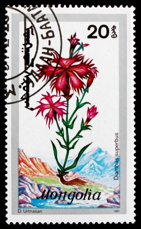MONGOLIA - CIRCA 1991: a stamp printed in Mongolia shows Large Pink, Dianthus Superbus, Wildflower, circa 1991のeditorial素材