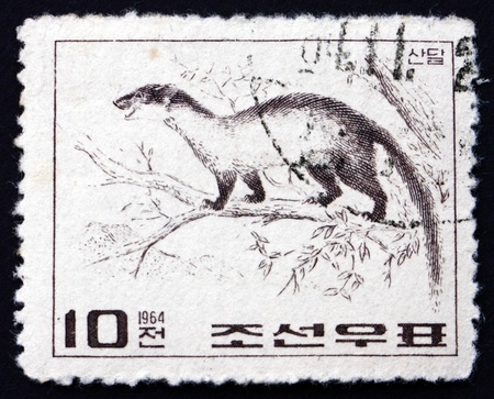 NORTH KOREA - CIRCA 1964: a stamp printed in North Korea shows Yellow-throated Marten, Martes Flavigula, Kharza, Wild Animal, circa 1964のeditorial素材