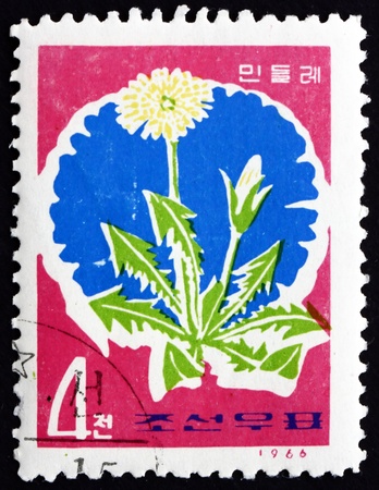NORTH KOREA - CIRCA 1966: a stamp printed in North Korea shows Dandelion, Taraxacum Officinale, Wildflower, circa 1966のeditorial素材