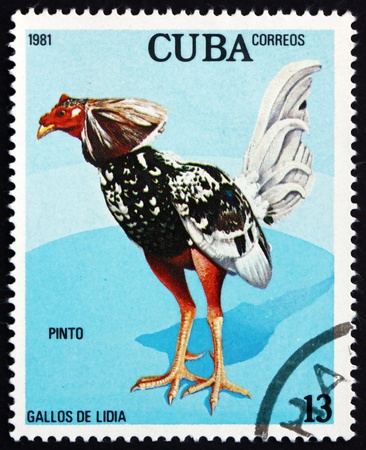 CUBA - CIRCA 1981: a stamp printed in the Cuba shows Pinto, Fighting Cock, circa 1981のeditorial素材