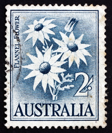 AUSTRALIA - CIRCA 1957: a stamp printed in the Australia shows Flannel Flower, Actinotus Helianthi, Herbaceous Shrub, circa 1957のeditorial素材