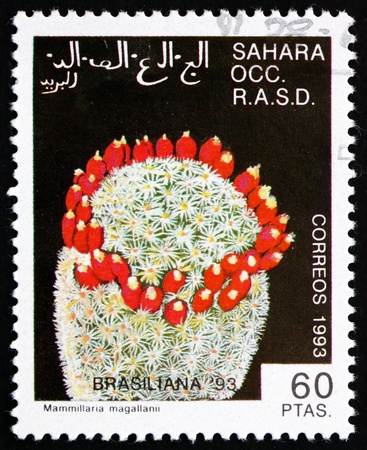 SAHARA - CIRCA 1993: a stamp printed in Sahrawi Arab Democratic Republic shows Mammillaria Magallanni Cactus, World Stamp Exhibition Brasiliana 1993, circa 1993のeditorial素材