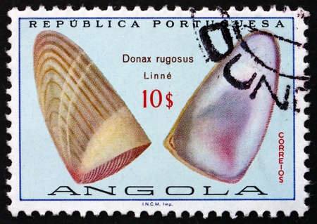 PORTUGUESE ANGOLA - CIRCA 1974: a stamp printed in the Portuguese Angola shows Donax Rugosus, Sea Shell, circa 1974のeditorial素材
