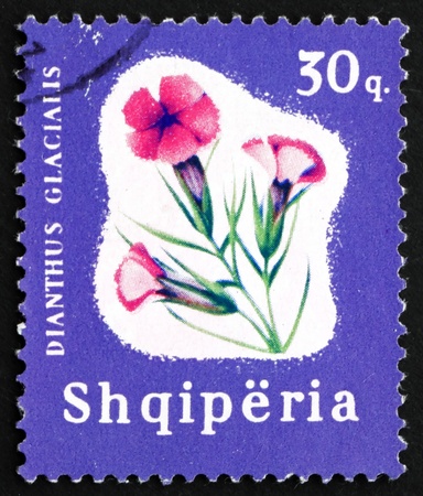 ALBANIA - CIRCA 1965: a stamp printed in the Albania shows Glacier Pink, Dianthus Glacialis, Perennial Plant, circa 1965のeditorial素材