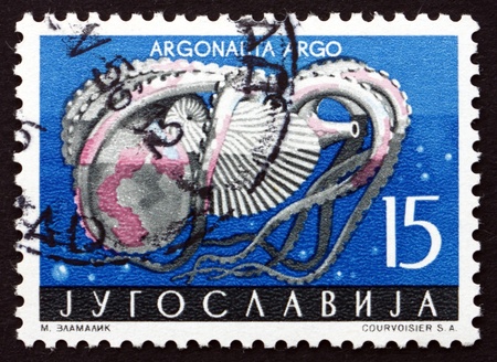 YUGOSLAVIA - CIRCA 1956: a stamp printed in the Yugoslavia shows Paper Nautilus, Argonauta, Pelagic Octopus, circa 1956のeditorial素材