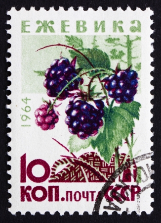 RUSSIA - CIRCA 1964: a stamp printed in the Russia shows Blackberries, Bramble, Rubus, Perennial Plant, circa 1964のeditorial素材