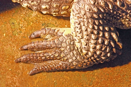 Leg of the Nile crocodileの写真素材