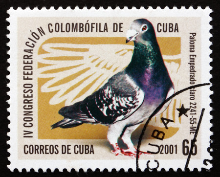 CUBA - CIRCA 1997: a stamp printed in the Cuba shows Pigeon, Empedrado Claro, 4th Congress of the Cuban Federation of Pigeon Fanciers, circa 1997のeditorial素材