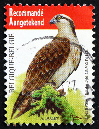 BELGIUM - CIRCA 2011: a stamp printed in the Belgium shows Osprey, Sea Hawk, Pandion Haliaetus, Bird, circa 2011のeditorial素材