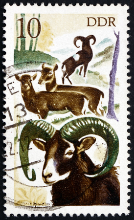 GDR - CIRCA 1977: a stamp printed in GDR shows Mouflons, Ovis Aries Orientalis, Animal, circa 1977のeditorial素材
