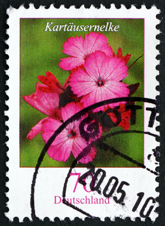 GERMANY - CIRCA 2006: a stamp printed in the Germany shows Clusterhead Pink, Dianthus Carthusianorum, Flowering Plant, circa 2006のeditorial素材