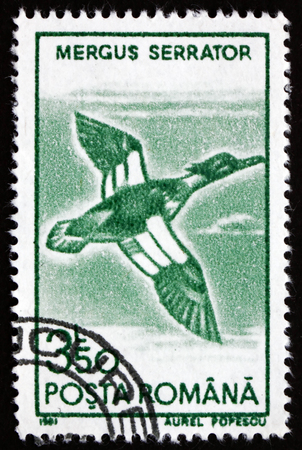ROMANIA - CIRCA 1991: a stamp printed in the Romania shows Red-breasted Merganser, Mergus Serrator, Bird, circa 1991のeditorial素材