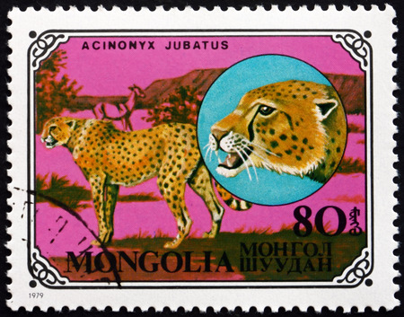 MONGOLIA - CIRCA 1979: a stamp printed in Mongolia shows Cheetah, Acinonyx Jubatus, African Animal, circa 1979のeditorial素材
