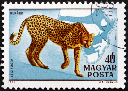 HUNGARY - CIRCA 1981: a stamp printed in the Hungary shows Cheetah, Acinonyx Jubatus, Cat, circa 1981のeditorial素材