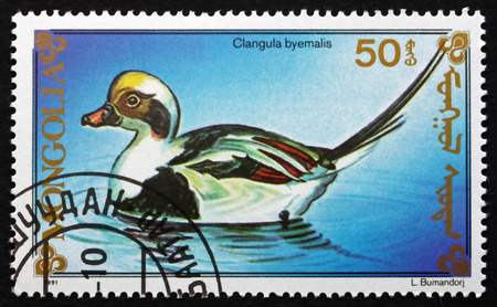 MONGOLIA - CIRCA 1991: a stamp printed in Mongolia shows Long-tailed Duck, Clangula Hyemalis, Sea Duck, circa 1991のeditorial素材