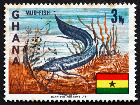 GHANA - CIRCA 1967: a stamp printed in Ghana shows West African Lungfish, Protopterus Annectens, Freshwater Fish, circa 1967のeditorial素材