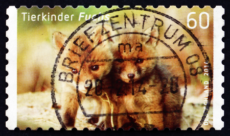 GERMANY - CIRCA 2014: a stamp printed in the Germany shows Red Fox, Vulpes Vulpes, Baby Animal, circa 2014のeditorial素材