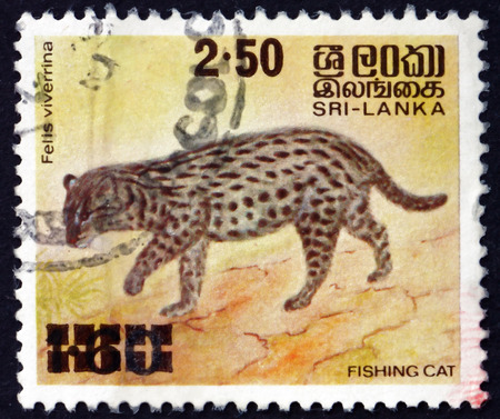 SRI LANKA - CIRCA 1981: a stamp printed in Sri Lanka shows Fishing Cat, Prionailurus Viverrinus, is a Medium-sized Wild Cat of South and Southeast Asia, circa 1981のeditorial素材