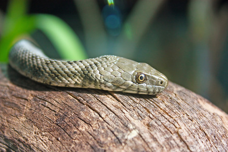 The dice snake, natrix tessellata, is a nonvenomous snake, close-upの写真素材