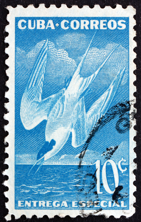 CUBA - CIRCA 1953: a stamp printed in Cuba shows Roseate Tern, Sterna Dougallii, Seabird, circa 1953のeditorial素材