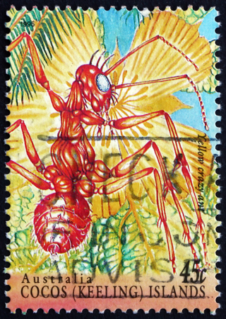 COCOS ISLANDS - CIRCA 1995: a stamp printed in Cocos Islands, Australia shows Yellow Crazy Ant, Anoplolepis Gracilipes, Insect, circa 1995のeditorial素材