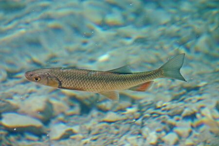 Big trout swimming in crystal clear water of Plitvice Lakes