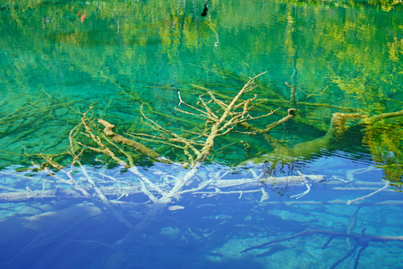 Submerged branches in deep cold waterの写真素材