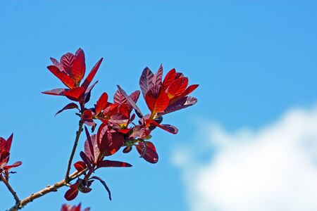 Branch with red leaves in front of blue sky