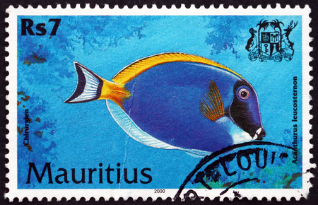 MAURITIUS - CIRCA 2000: a stamp printed in Mauritius shows Powder blue tang, acanthurus leucosternon, is a species of marine tropical fish, circa 2000のeditorial素材
