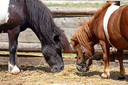 Two little horses waiting for a child to rideの写真素材