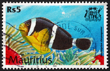 MAURITIUS - CIRCA 2000: a stamp printed in Mauritius shows Mauritian anemonefish, amphiprion chrysogaster, is a species of marine tropical fish, circa 2000のeditorial素材