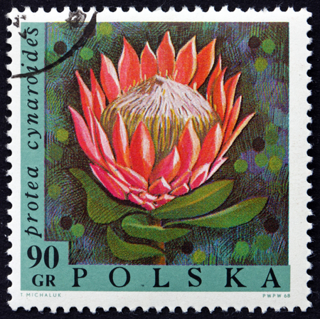 POLAND - CIRCA 1968: a stamp printed in Poland shows the King Protea, Protea Cynaroides, Flowering Plant, circa 1968のeditorial素材