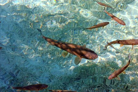 Big trout swimming in crystal clear water of Plitvice Lakes