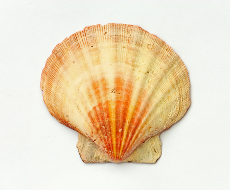 Seashell isolated on white background