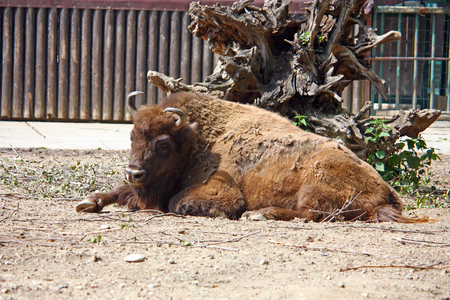 European bison, bison bonasus, is one of two extant species of bison, alongside the American bison, photographed at the zooの写真素材