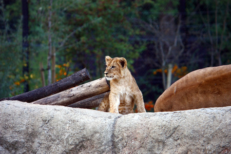 Lion cub resting on the big stone