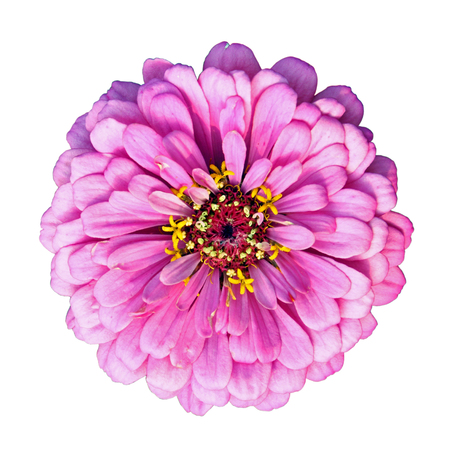 Colorful pink zinnia flower isolated on white background, closeupの写真素材