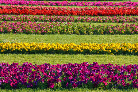 Seasonal flowers planted in striped flower beds in a parkの写真素材