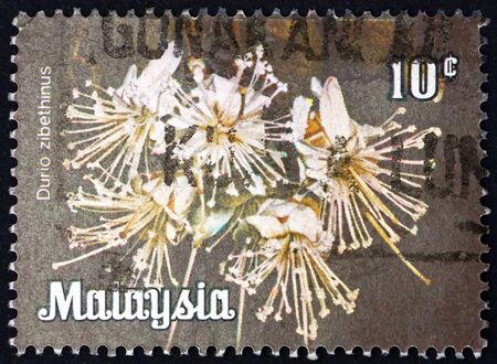 MALAYSIA - CIRCA 1979: a stamp printed in Malaysia shows durian, durio zibethinus, is the most common tree species in the genus durio, circa 1979のeditorial素材