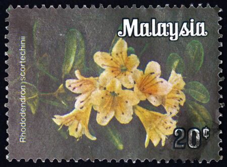 MALAYSIA - CIRCA 1979: a stamp printed in Malaysia shows rhododendron scortechinii, is a species of rhododendron native to tropical southern Asia, circa 1979のeditorial素材