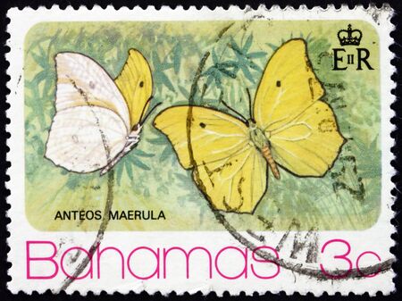 BAHAMAS - CIRCA 1975: a stamp printed in Bahamas shows the angled sulphur (anteos maerula), is a butterfly found from Peru to Mexico, circa 1975のeditorial素材