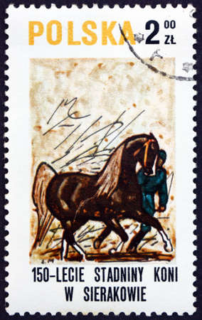 POLAND - CIRCA 1980: a stamp printed in Poland shows horse and trainer, horse painting, 150th Anniversary of the Sierakov horse stud farm, circa 1980の写真素材