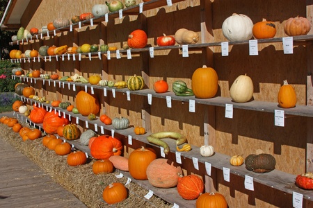 Fair of pumpkins in the garden in Ludwigsburgのeditorial素材