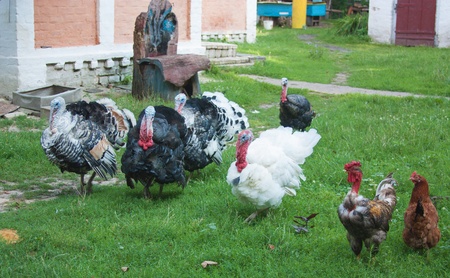 Turkeys and chickens strolling at the village courtyardの写真素材