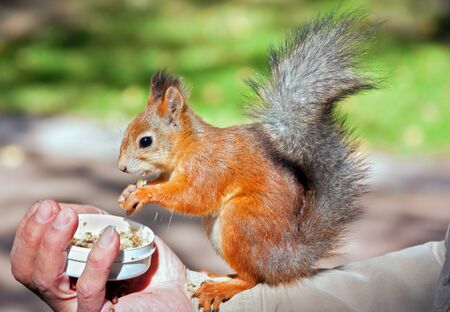 protein sits on the arm and eats nutsの写真素材