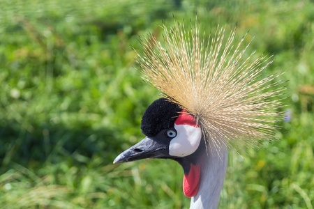 Black Crowned Crane in summer in a zoo の写真素材