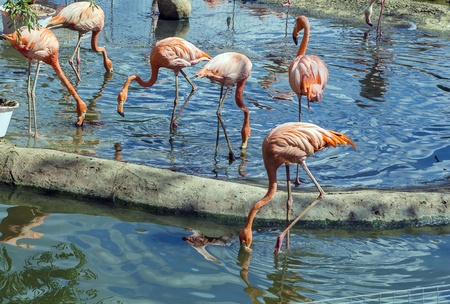American Flamingo in Moscow zoo in summerの写真素材