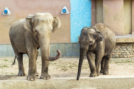 Indian elephant and small elephant calf in Moscow zooの写真素材